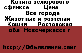 Котята велюрового сфинкса. .. › Цена ­ 15 000 - Все города Животные и растения » Кошки   . Ростовская обл.,Новочеркасск г.